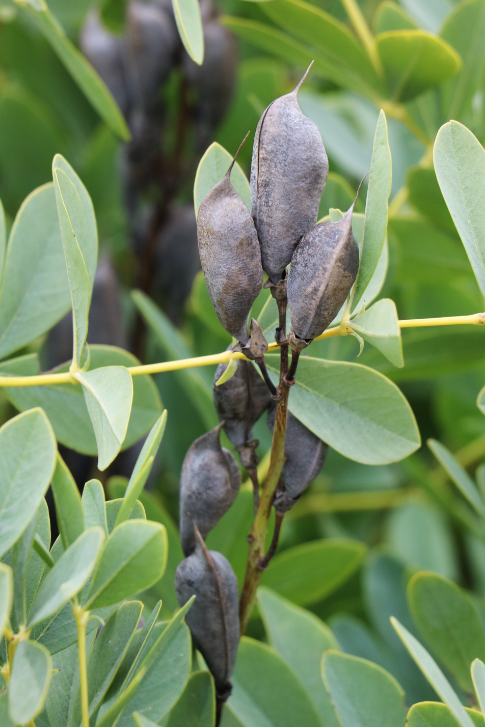 Blue Wild Indigo